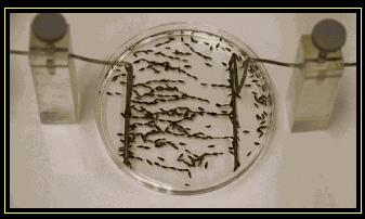 Ηλεκτρικές Δυναμικές Γραμμές (pptx)