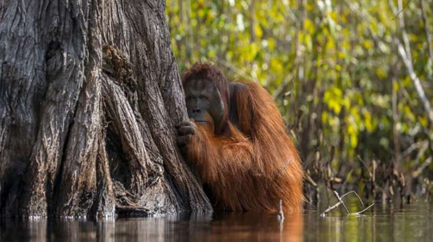 Το βλέμμα του Ουρακοτάγκου