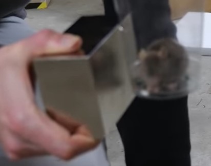 Ένας ισχυρός μαγνήτης απωθεί ένα ποντικάκι;